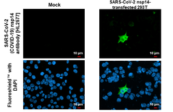 Anti-SARS-CoV-2 (COVID-19) nsp14 antibody [HL2577] used in Immunocytochemistry/ Immunofluorescence (ICC/IF). GTX638955